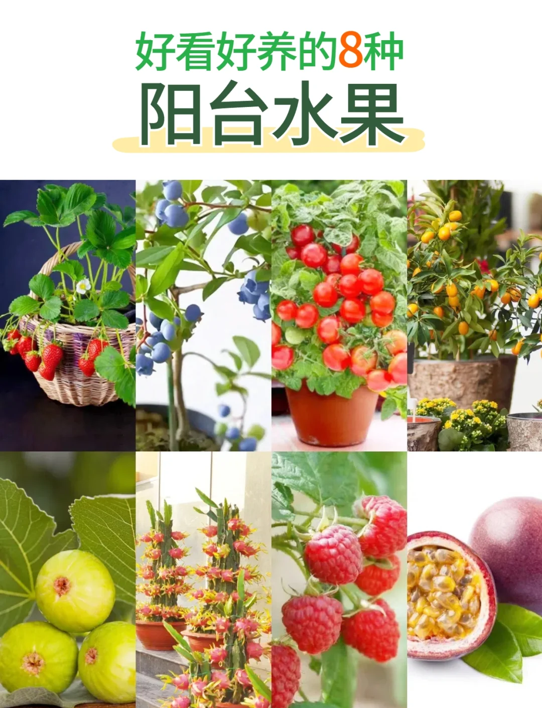 哪个客户端可以种水果产妇月子必吃的12种水果